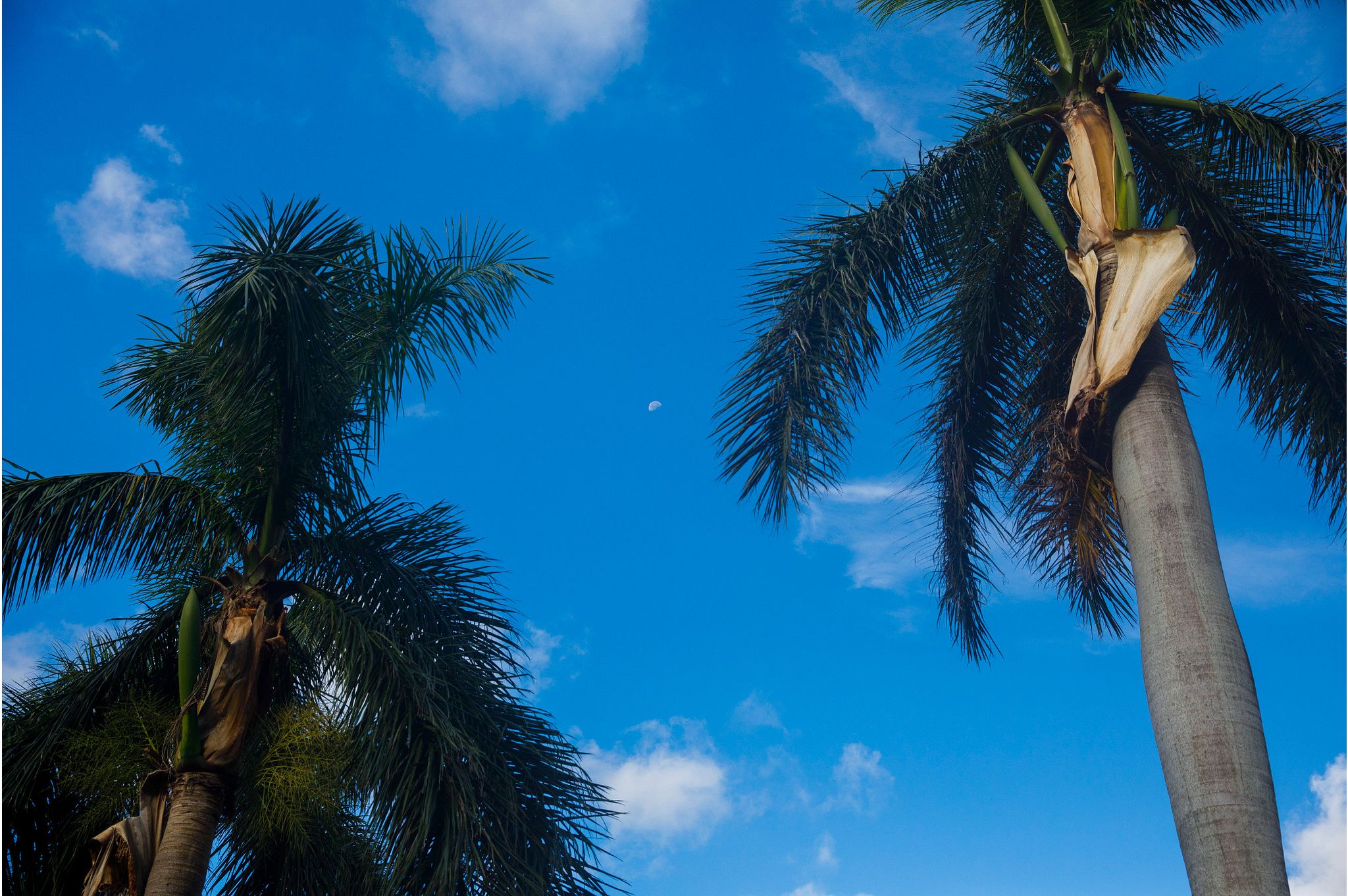 Looking up at the brilliant blue sky beneath two palm trees.